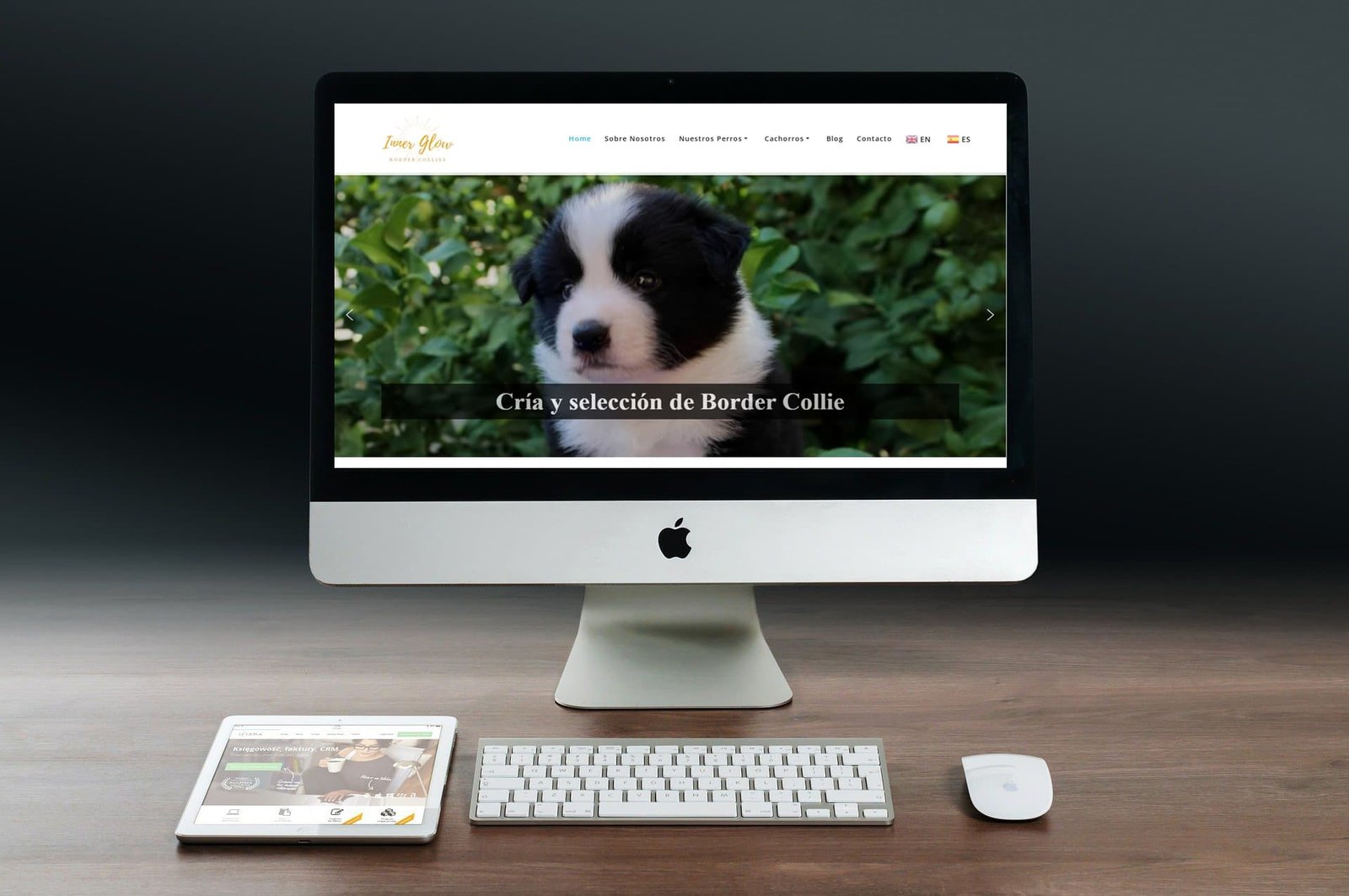 innerglowbordercollies portfolio