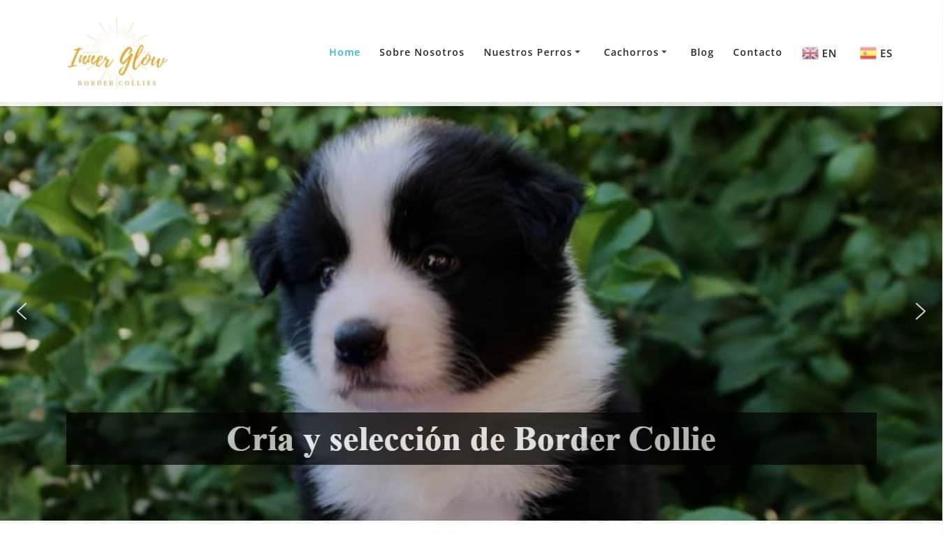 portfolio innerglowbordercollies captura-min (1)