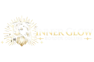 INNERGLOW BORDER COLLIES
